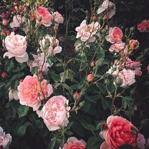 fuli.su黑料不打烊虾玩网
